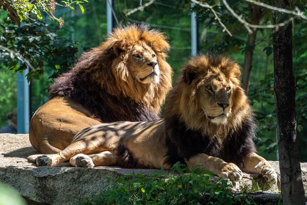 Panthera Leo Dos Quatro Grandes Felinos Gênero Panthera Membro Família — Fotografia de Stock