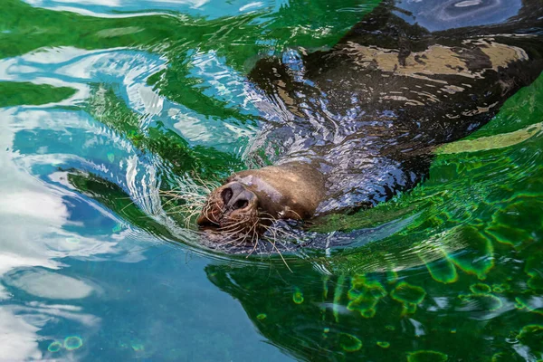 León Marino Sudamericano Otaria Flavescens Anteriormente Otaria Byronia También Llamado —  Fotos de Stock