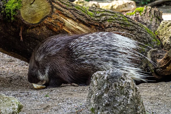 Індійський Гризун Porcupine Hystrix Indica Або Індійський Дикобраз Великий Вид — стокове фото