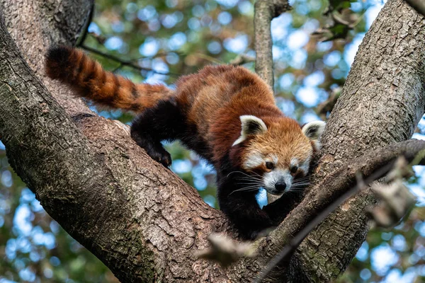 Czerwona Panda Ailurus Fulgens Nazywana Również Mniejszą Pandą Czerwonym Kocim — Zdjęcie stockowe