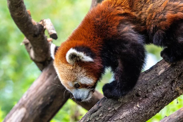 Rode Panda Ailurus Fulgens Ook Wel Mindere Panda Rode Kattenbeer Stockfoto