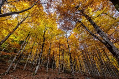 Ordesa 'da renkli kayın ağaçları ve İspanya' da Monte Perdido Ulusal Parkı, Pireneler, Aragon.