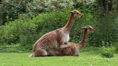 And Dağları 'nın yüksek dağlık bölgelerinde yaşayan Lama' nın akrabaları Vicugna Vicugna 'nın çiftleşme davranışları.