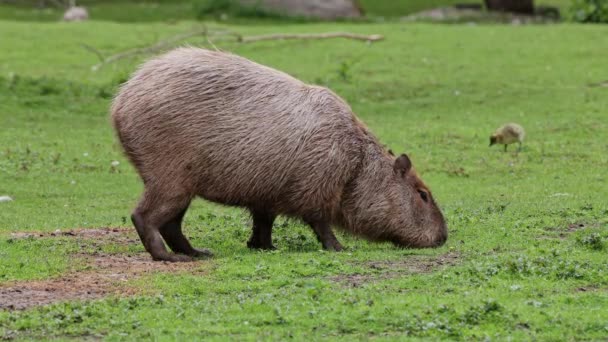 카피바라 Capybara 세계에서 현존하는 설치류이다 가까운 친척으로 아구티 친칠라 기니피그가 — 비디오