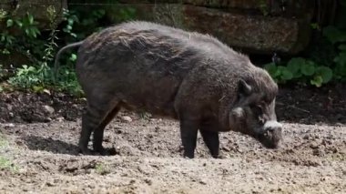 Visayan siğil domuzu Sus cebifrons, Sus cinsinde soyu tükenmekte olan bir domuz türüdür. Filipinler 'in orta kesimindeki Visayan Adaları' na endemiktir..