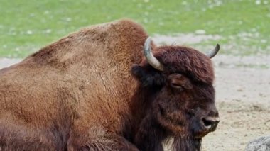 Bizon ya da bizon, bir zamanlar Kuzey Amerika 'da geniş sürüler halinde yaşayan bir bizon türüdür..