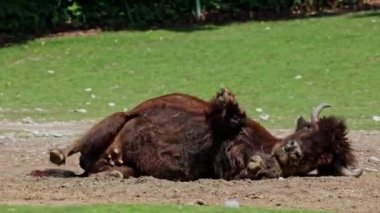 Bizon ya da bizon, bir zamanlar Kuzey Amerika 'da geniş sürüler halinde yaşayan bir bizon türüdür..