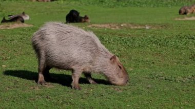 Capybara, Hydrochoerus hydrochaeris dünyadaki en büyük kemirgendir. En yakın akrabaları agouti, çinçilya, coyphillas ve kobaylardır. Güney Amerika 'ya özgü.. 