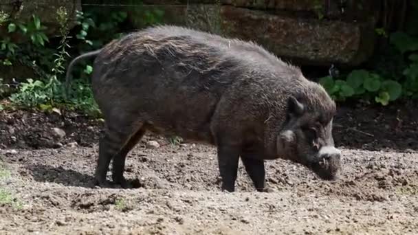 维萨扬疣猪 Visayan Warty Pig Sus Cebifrons 是猪属中濒危物种 它是菲律宾中部6个维萨扬群岛的地方病 — 图库视频影像