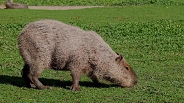 Capybara Hydrochoerus Hydrochaeris Legnagyobb Létező Rágcsáló Világon Legközelebbi Rokonai Agutik — Stock videók