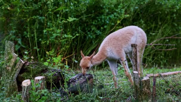 Bebé Vicuna Vicugna Vicugna Parientes Llama Que Viven Las Altas — Vídeos de Stock