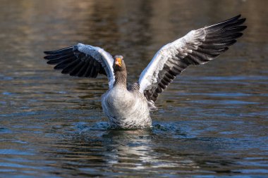 Anser anser, Anatidae familyasından Anatidae familyasından bir kaz türü..