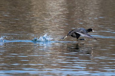 Avrasya yaban ördeği (