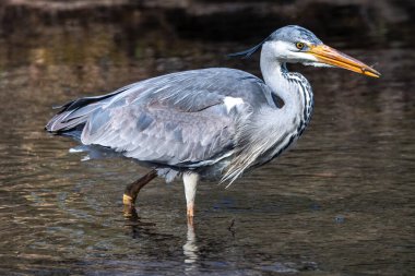 Bu gri balıkçıl hareketli suda balık tutarken, Ardea cinerea başarıyla bir balık yakaladı. Bu balıkçılgiller (Ardeidae) familyasından uzun bacaklı yırtıcı bir kuş.