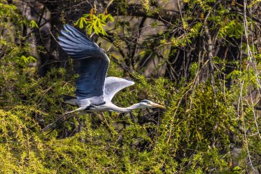 Gri Heron veya Ardea Cinerea. Gri balıkçıl uçuyor. Bu balıkçılgiller (Ardeidae) familyasından uzun bacaklı yırtıcı bir kuş.