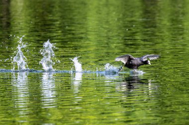 Avrasyalı ördek, Fulica atra suda koşarak birbirlerini kovalıyorlar. Avustralya ördeği olarak da bilinir, Rallidae familyasının bir üyesidir..