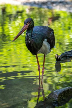 Kara leylek, Ciconia nigra leylek familyasından büyük bir kuş türü..