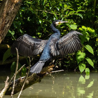 Kuzey yarımküre boyunca büyük siyah karabatak olarak bilinen büyük karabatak, Avustralya 'daki siyah karabatak ve Yeni Zelanda' nın daha güneyindeki siyah karabatak