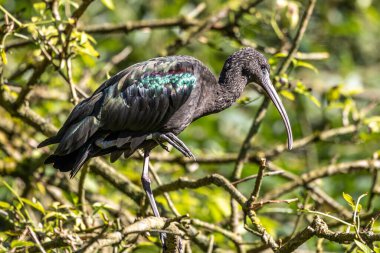 Parlak aynak, Plegadis falcinellus, Threskiornithidae familyasından bir kuş türü..