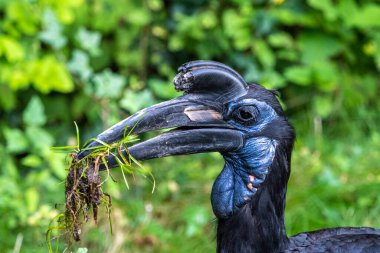 Abyssinian kuzeyi Hornbill, Bucorvus Abyssinicus, Afrika 'da yaşayan ve ekvatorun kuzeyinde bulunan bir kuş türüdür..