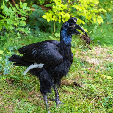 Abyssinian kuzeyi Hornbill, Bucorvus Abyssinicus, Afrika 'da yaşayan ve ekvatorun kuzeyinde bulunan bir kuş türüdür..