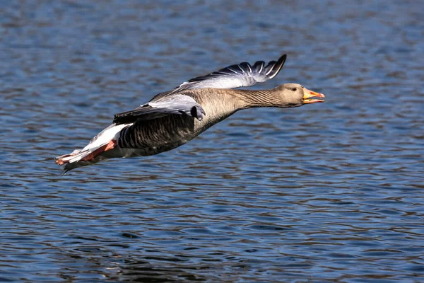 Anser Anser 是水禽科的一种大型鹅 也是黄鹅属的一种 在空中飞翔 — 图库照片