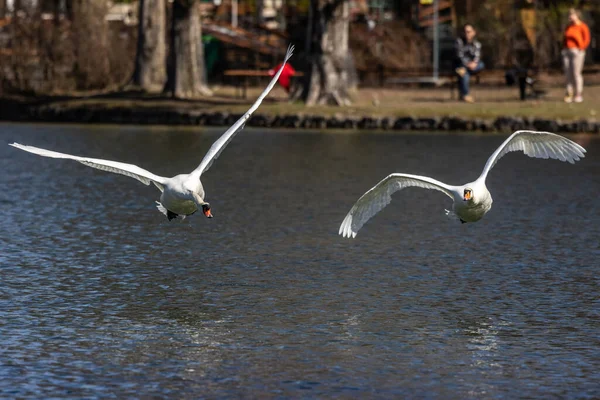 Cygnus Olor Una Especie Cisne Familia Anatidae Aquí Volando Sobre — Foto de Stock