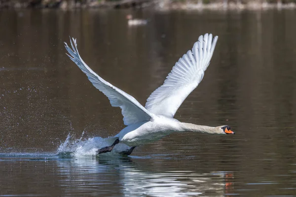 Łabędź Niemy Cygnus Olor Gatunek Łabędzia Rodziny Anatidae Latający Nad — Zdjęcie stockowe