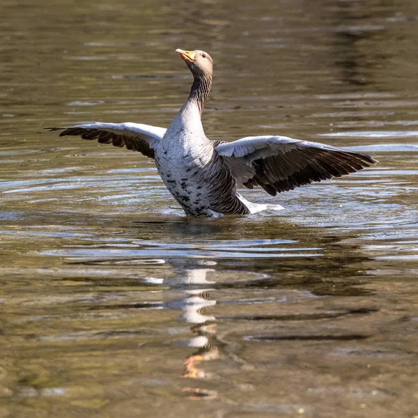 Die Graugans Breitet Ihre Flügel Auf Dem Wasser Aus Anser — Stockfoto