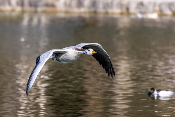 Den Barhövdade Gåsen Flyger Över Sjö München Anser Indicus Raser — Stockfoto