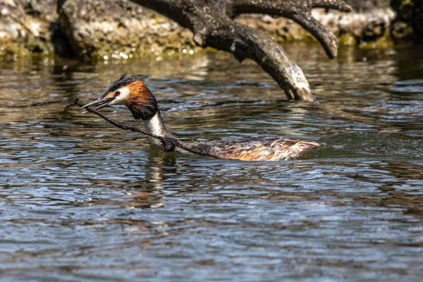 Great Crested Grebe Podiceps Cristatus Krásnými Oranžovými Barvami Vodní Pták — Stock fotografie