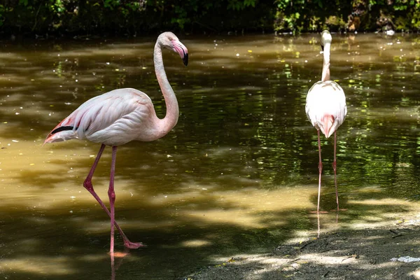 Flamant Rose Américain Phoenicopterus Ruber Est Une Grande Espèce Flamant — Photo