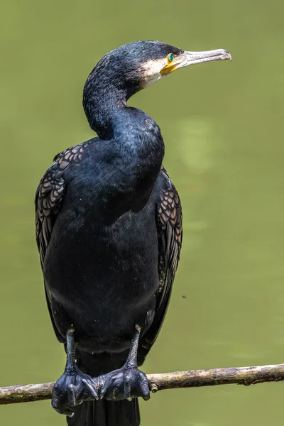 Grande Cormorano Phalacrocorax Carbo Conosciuto Come Grande Cormorano Nero Attraverso — Foto Stock