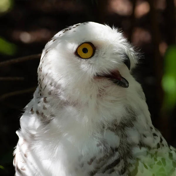 스노이 Snowy Owl Bubo Scandiacus 올빼미 올빼미이다 흰올빼미 의원산지는 북아메리카와 — 스톡 사진