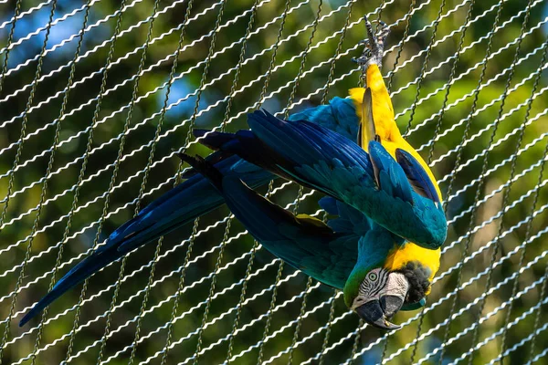 Niebiesko Żółty Macaw Ara Ararauna Znany Również Jako Niebiesko Złoty — Zdjęcie stockowe