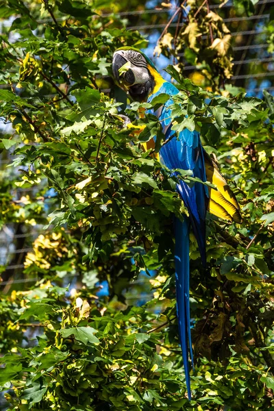 蓝黄的鹦鹉Ara Ararauna也被称为蓝金鹦鹉 Blue Gold Macaw 是一种大型的南美洲鹦鹉 顶部为蓝色 下部为橙色 — 图库照片