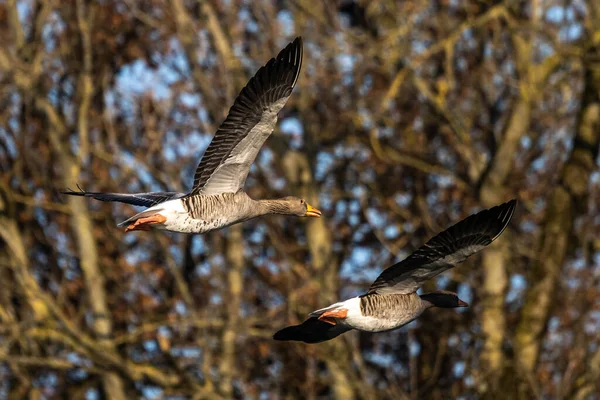 Anser Anser Una Specie Grande Oca Della Famiglia Anatidae Degli — Foto Stock