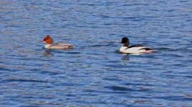 Münih 'teki İngiliz Bahçesi' nde Kleinhesseloher Gölü 'nde yüzen Merganser, Goosander ve Mergus merganser.