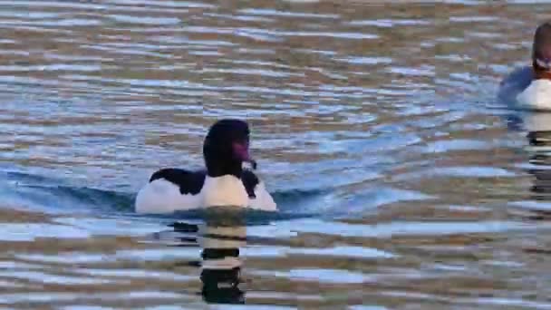 Merganser Goosander Mergus Merganser Berenang Danau Kleinhesseloher Taman Inggris Munich — Stok Video