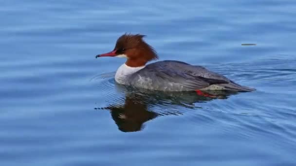 Common Merganser Goosander Mergus Merganser Nadando Lago Kleinhesseloher Jardín Inglés — Vídeos de Stock