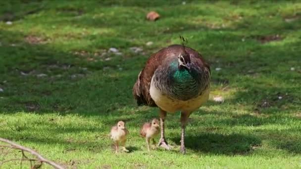 Madre India Del Búho Real Con Bebés Pequeños Peafowl Azul — Vídeo de stock