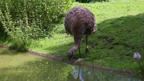 Darwin Rhea Rhea Pennata Auch Als Kleine Rhea Bekannt — Stockvideo