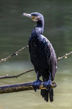 Kuzey yarımküre boyunca büyük siyah karabatak olarak bilinen büyük karabatak, Avustralya 'daki siyah karabatak ve Yeni Zelanda' nın daha güneyindeki siyah karabatak