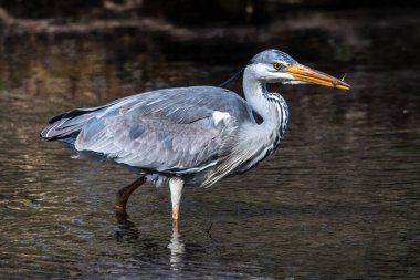 Bu gri balıkçıl hareketli suda balık tutarken, Ardea cinerea başarıyla bir balık yakaladı. Bu balıkçılgiller (Ardeidae) familyasından uzun bacaklı yırtıcı bir kuş.