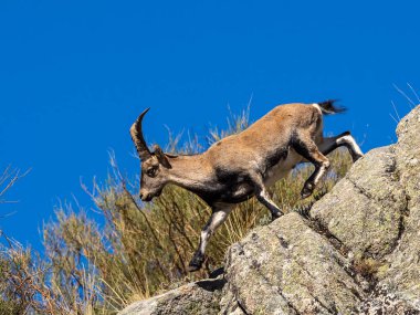İber dağ keçisi, Capra pyrenaica Navacepeda yakınlarındaki Gredos dağlarında, Kastilya Leon İspanya. İspanyol vahşi keçisi ya da İber vahşi keçisi, dört alt türü olan bir dağ keçisi türüdür..