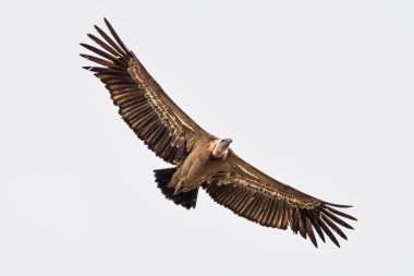 Griffon akbabası, Gyps Fulvus Monfrague Ulusal Parkı 'nda Salto del Gitano' da uçuyor. Caceres, Extremadura, İspanya.