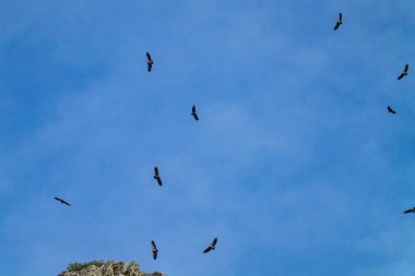 Griffon akbabaları, Gyps fulvus Monfrague Ulusal Parkı 'nda Salto del Gitano' da uçuyor. Caceres, Extremadura, İspanya.