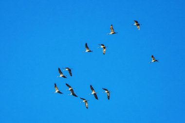 Grus Grus Grus, Monfrague Ulusal Parkı 'nda Salto del Gitano' da uçuyor. Caceres, Extremadura, İspanya.