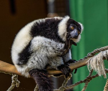 Siyah beyaz lemur, Varecia variegata Jerez de la Frontera, Endülüs İspanya