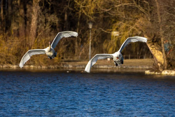 Cygnus Olor Uma Espécie Cisne Família Anatidae Aqui Voando Sobre — Fotografia de Stock